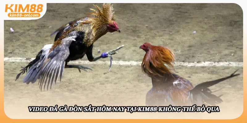 Video đá gà đòn sắt hôm nay